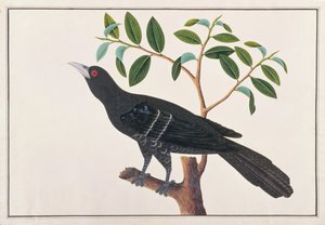 Koel、Drawing of Birds from Malacca、c.1805-18（紙にトイレ）
